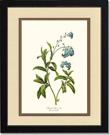 Forget-me-not | Flower/Floral Art Print
