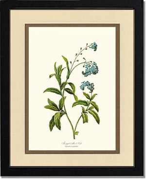 Forget-me-not