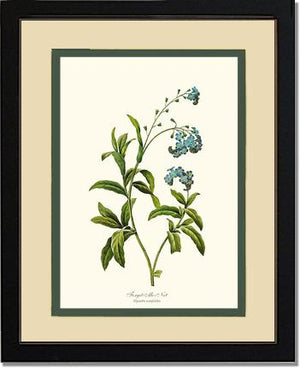 Forget-me-not