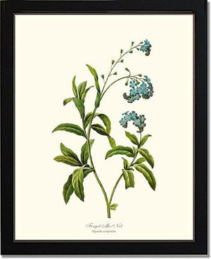 Forget-me-not