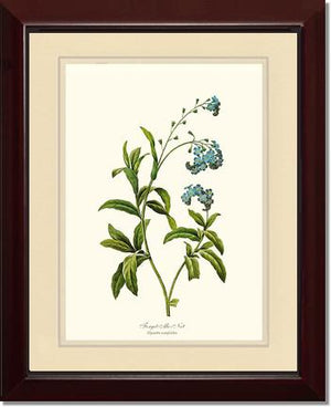 Forget-me-not