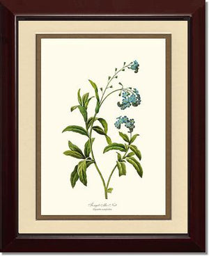 Forget-me-not