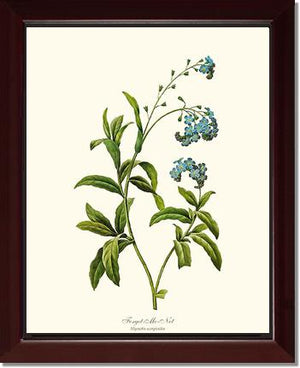 Forget-me-not