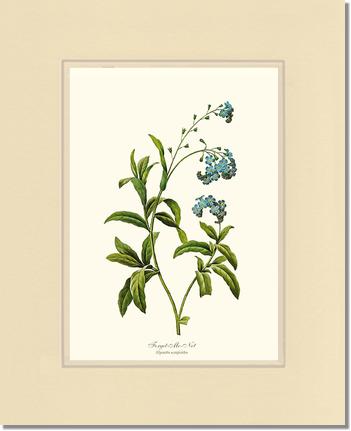 Forget-me-not | Flower/Floral Art Print