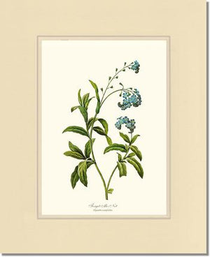 Forget-me-not