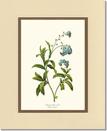 Forget-me-not | Flower/Floral Art Print