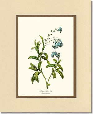 Forget-me-not