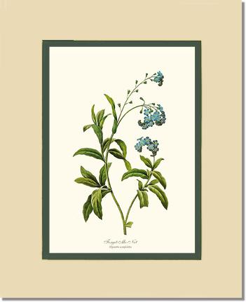 Forget-me-not | Flower/Floral Art Print