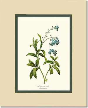 Forget-me-not