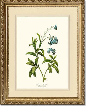 Forget-me-not