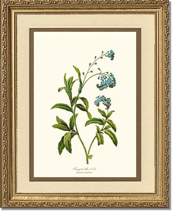 Forget-me-not | Flower/Floral Art Print