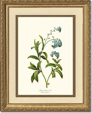 Forget-me-not