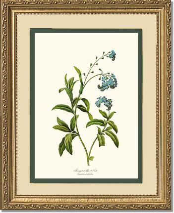 Forget-me-not | Flower/Floral Art Print