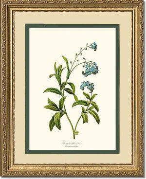 Forget-me-not