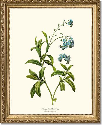 Forget-me-not | Flower/Floral Art Print