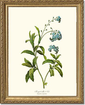 Forget-me-not