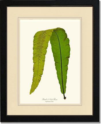 Bird's Nest Fern Botanical Wall Art Print-Charting Nature