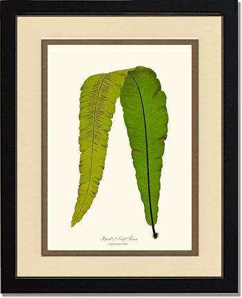 Bird's Nest Fern Botanical Wall Art Print-Charting Nature