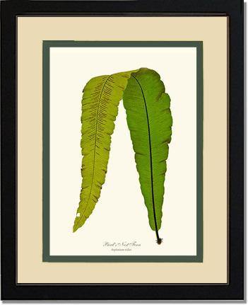 Bird's Nest Fern Botanical Wall Art Print-Charting Nature