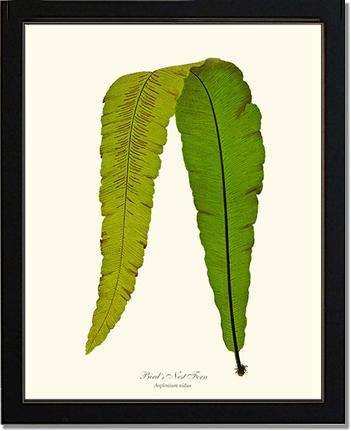 Bird's Nest Fern Botanical Wall Art Print-Charting Nature