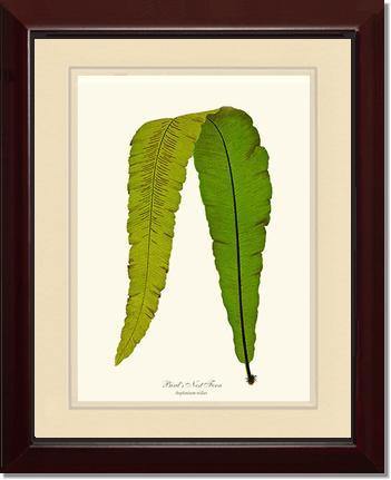 Bird's Nest Fern Botanical Wall Art Print-Charting Nature