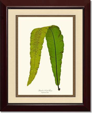 Bird's Nest Fern Botanical Wall Art Print-Charting Nature