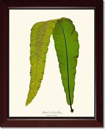 Bird's Nest Fern Botanical Wall Art Print-Charting Nature