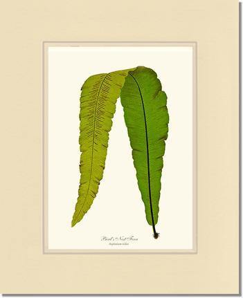 Bird's Nest Fern Botanical Wall Art Print-Charting Nature