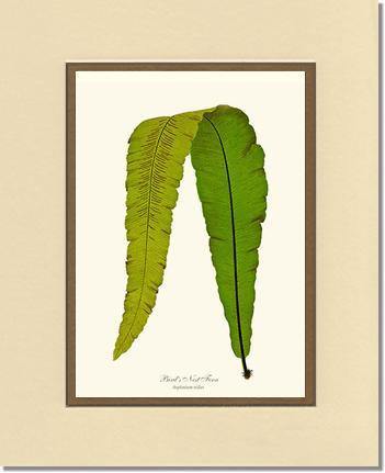 Bird's Nest Fern Botanical Wall Art Print-Charting Nature