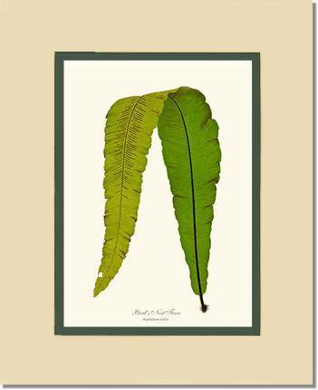 Bird's Nest Fern Botanical Wall Art Print-Charting Nature
