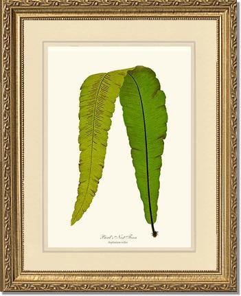 Bird's Nest Fern Botanical Wall Art Print-Charting Nature
