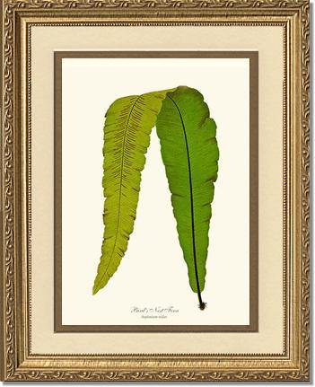 Bird's Nest Fern Botanical Wall Art Print-Charting Nature