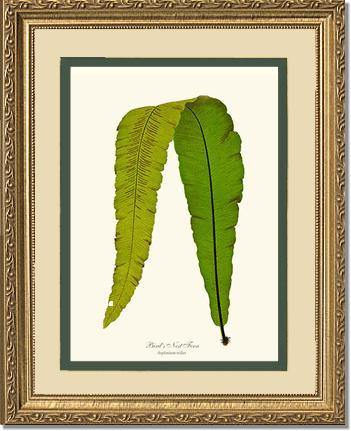 Bird's Nest Fern Botanical Wall Art Print-Charting Nature