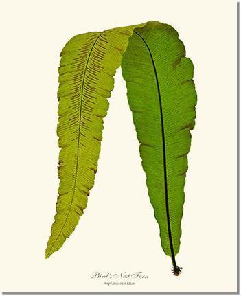 Bird's Nest Fern Botanical Wall Art Print-Charting Nature
