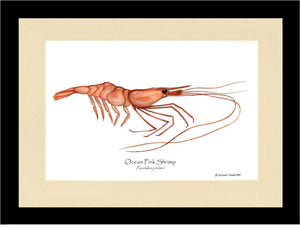 Shrimp, Ocean Pink