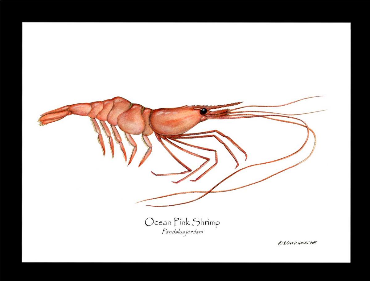 Shrimp, Ocean Pink | Wall Art Shellfish Print