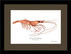 Shellfish Print: Shrimp, Ocean Pink