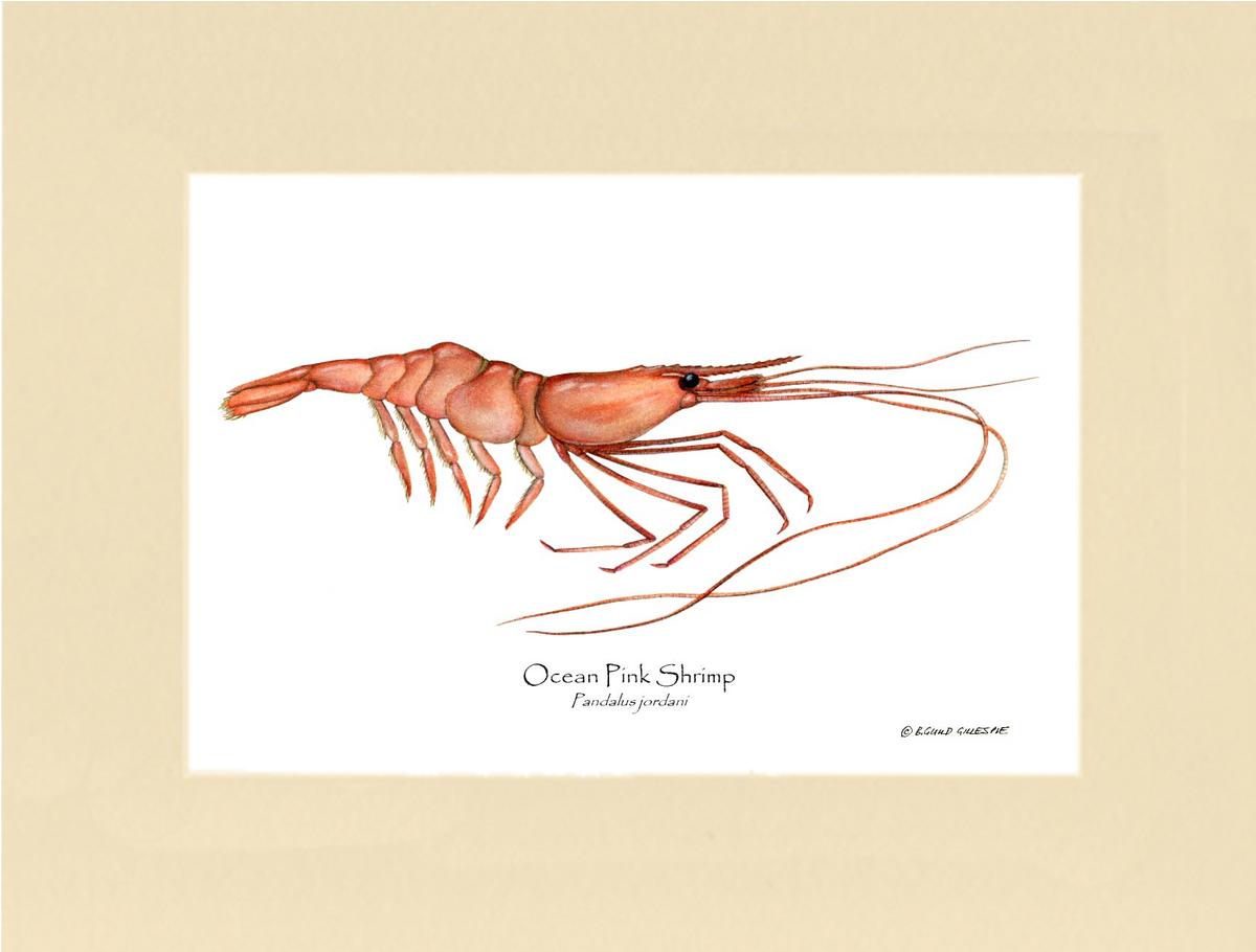 Shrimp, Ocean Pink | Wall Art Shellfish Print
