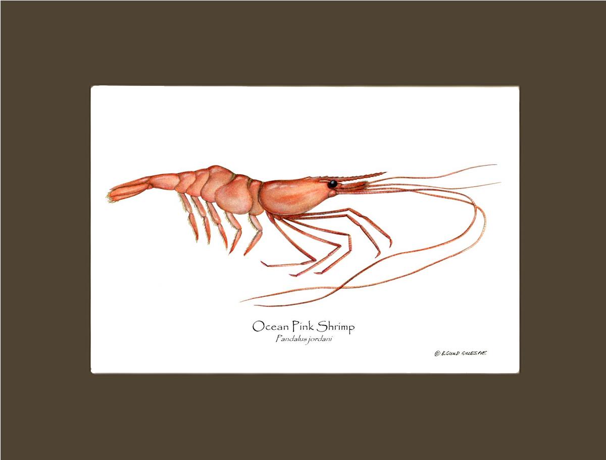Shrimp, Ocean Pink | Wall Art Shellfish Print