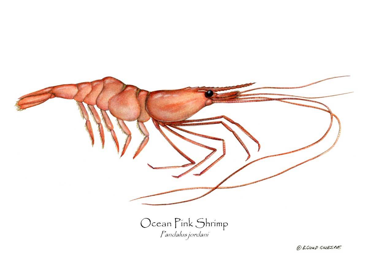 Shrimp, Ocean Pink | Wall Art Shellfish Print