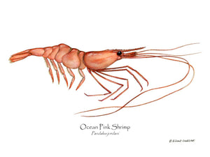 Shellfish Print: Shrimp, Ocean Pink