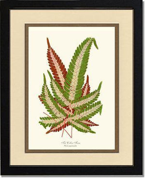 Pteris aspericaulis Botanical Wall Art Print-Charting Nature