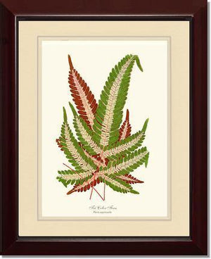 Pteris aspericaulis Botanical Wall Art Print-Charting Nature