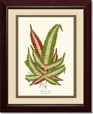 Pteris aspericaulis Botanical Wall Art Print-Charting Nature