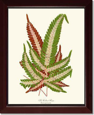 Pteris aspericaulis Botanical Wall Art Print-Charting Nature