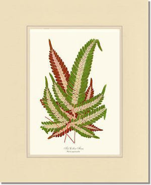 Pteris aspericaulis Botanical Wall Art Print-Charting Nature