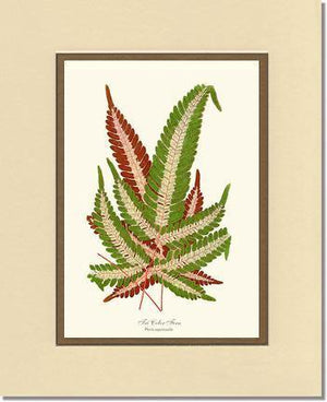 Pteris aspericaulis Botanical Wall Art Print-Charting Nature