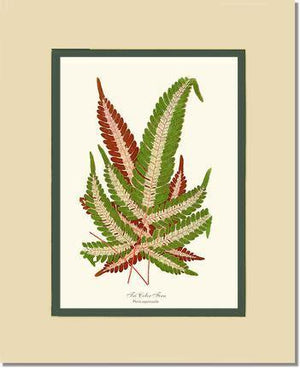 Pteris aspericaulis Botanical Wall Art Print-Charting Nature