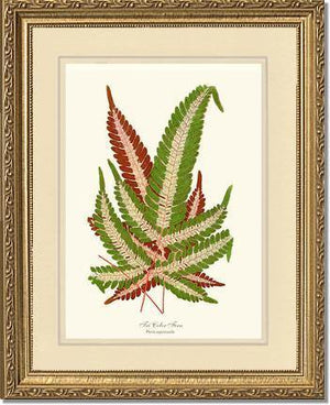 Pteris aspericaulis Botanical Wall Art Print-Charting Nature