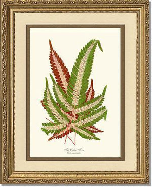 Pteris aspericaulis Botanical Wall Art Print-Charting Nature